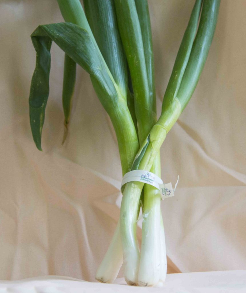 Bunching Onions – My MN Farmer